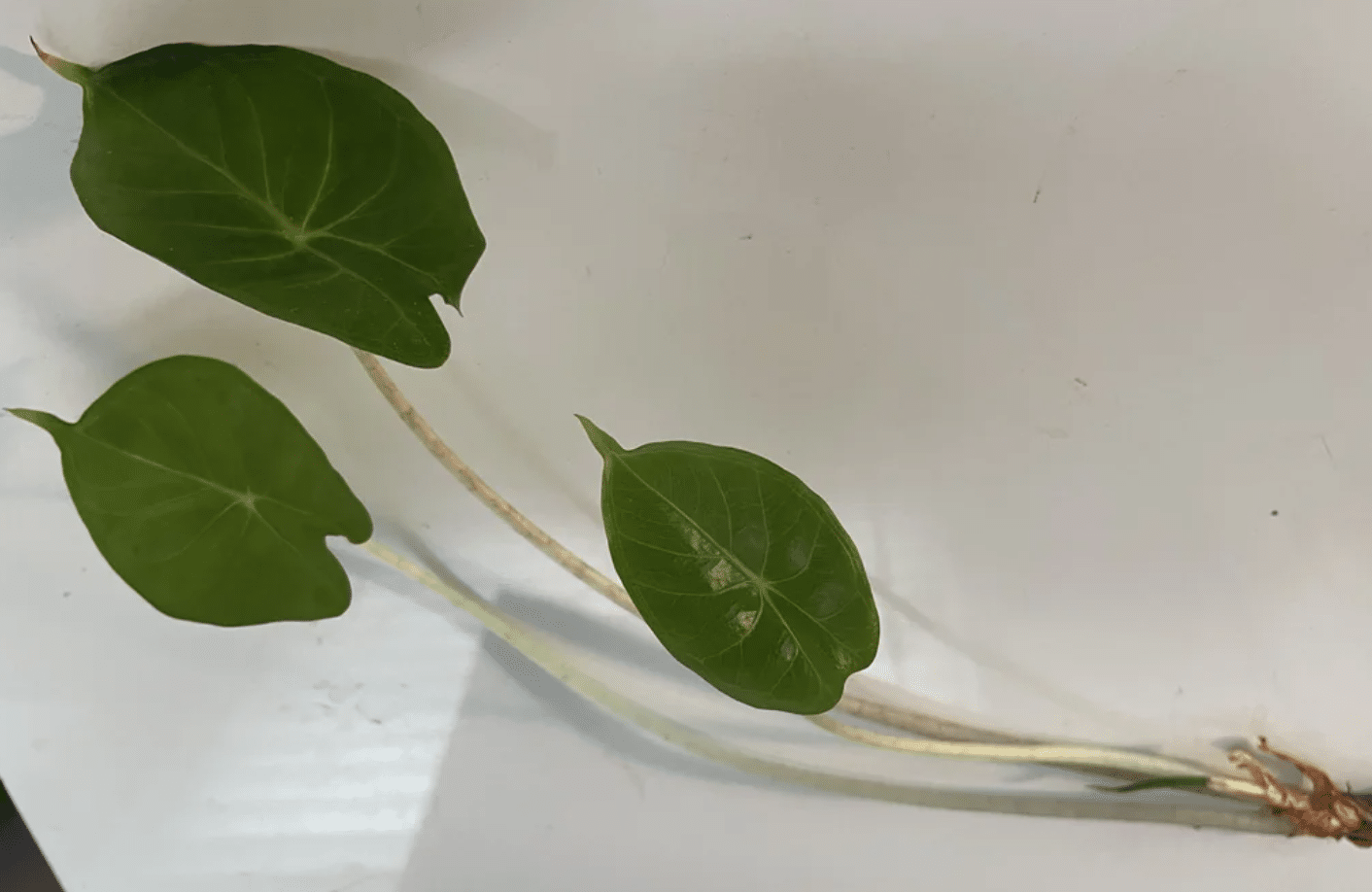 Alocasia pink dragon nodes to propagate laid on a table